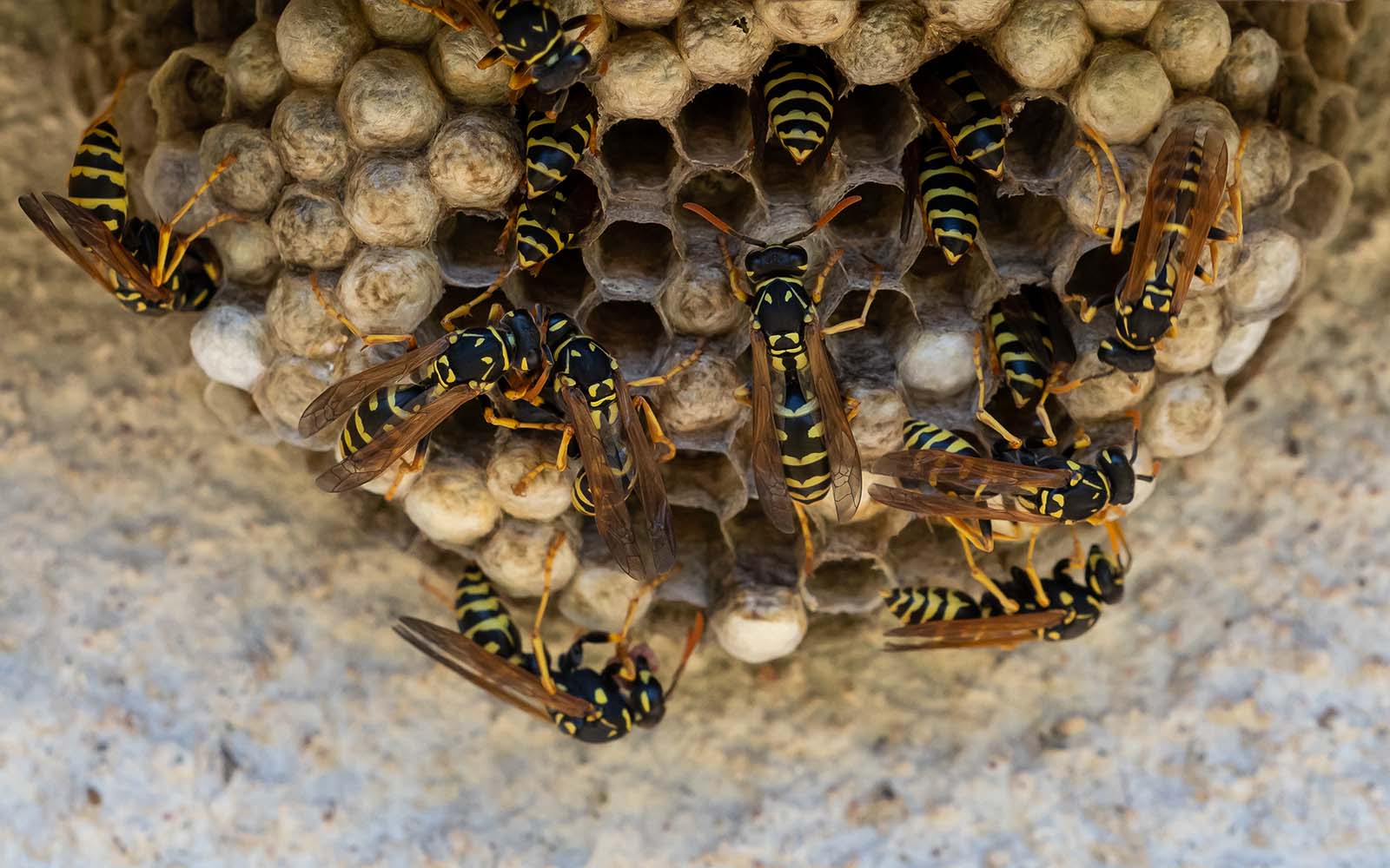Bee Wasp Home Infestation