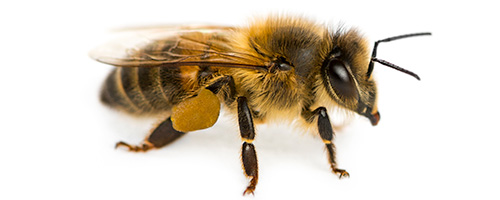 Closeup Of Bee