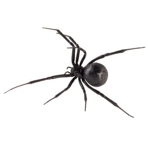 Common Pests Black Widow Spiders