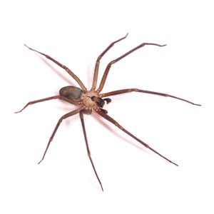 Common Pests Brown Recluse Spiders