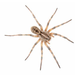 Common Pests Wolf Spiders