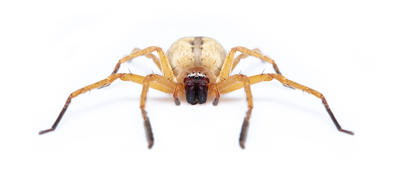 Spider Extermination, Prevention & Control Solutions