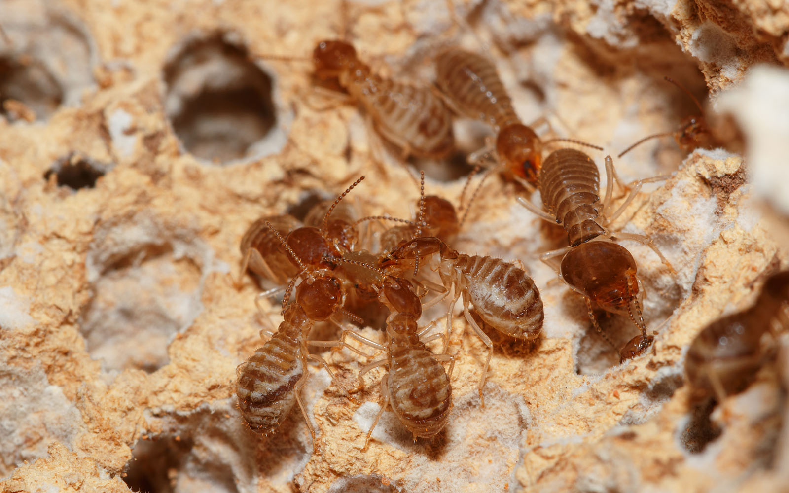 Maximum Pest Control Termites