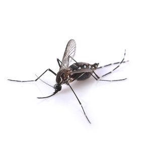 Maximum Pest Management Aedes Mosquito
