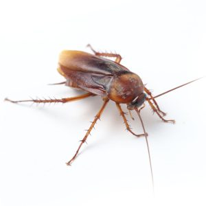 Maximum Pest Management American Roach