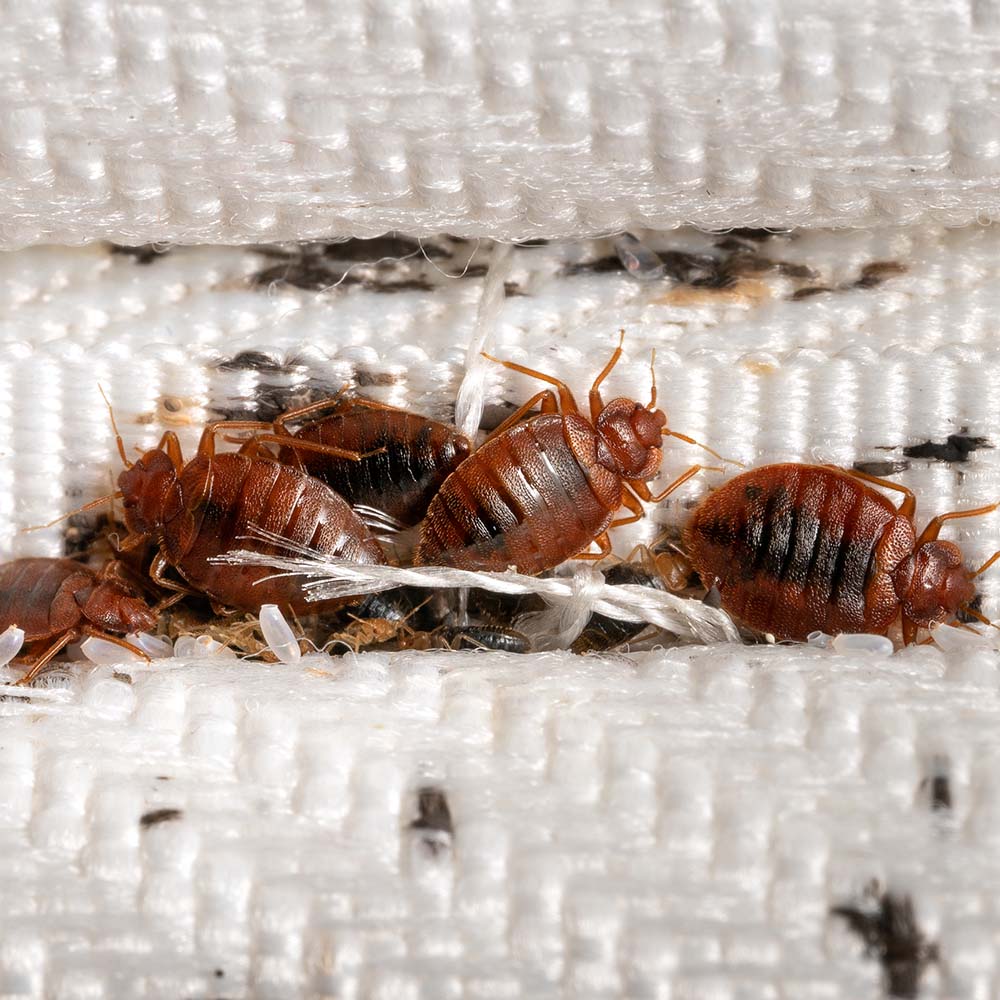 Maximum Pest Management Bed Bug Infestation