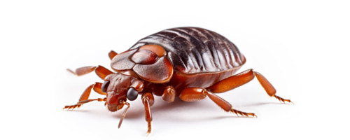Maximum Pest Management Bed Bug Intro