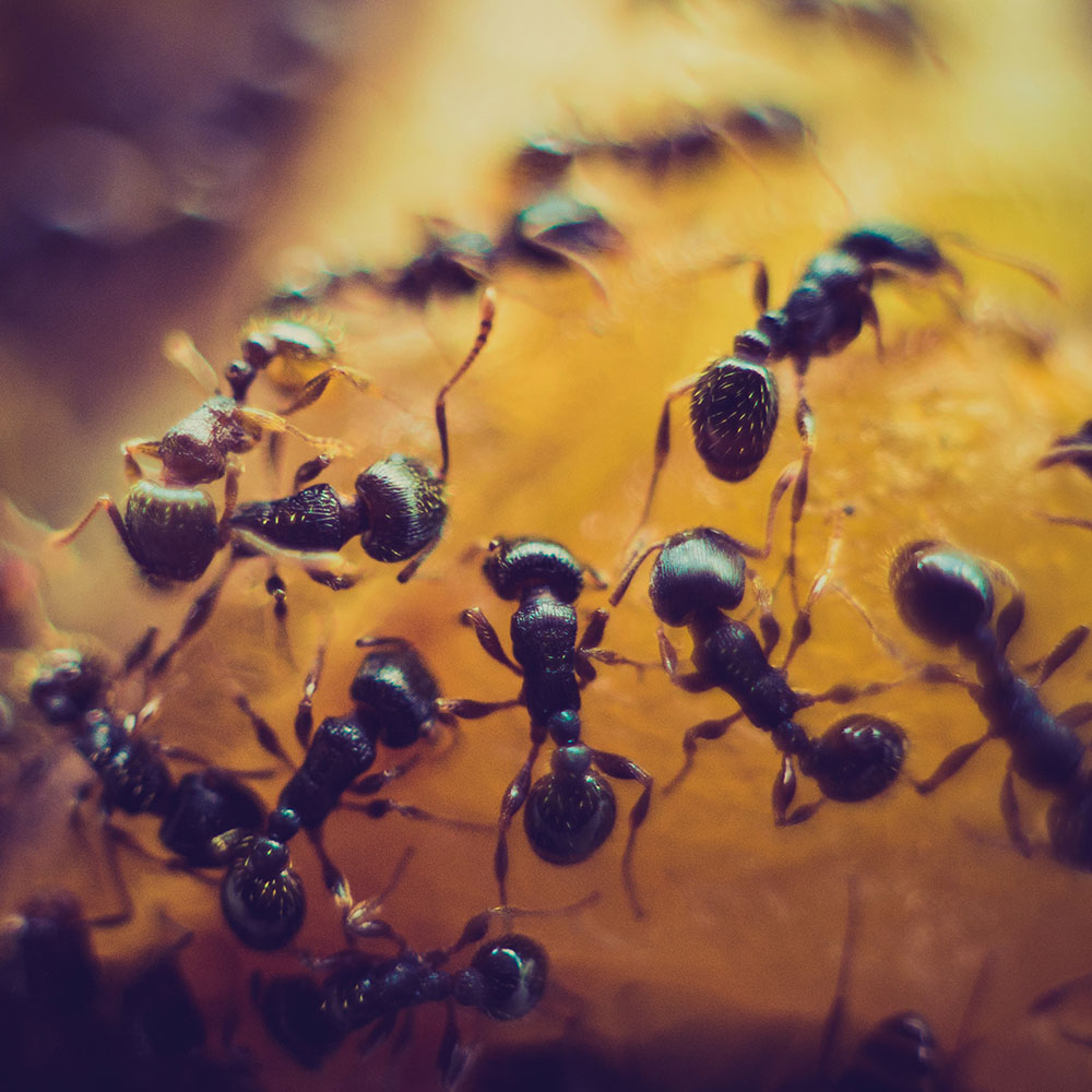 Maximum Pest Management Carpenter Ants