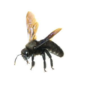 Maximum Pest Management Carpenter Bee