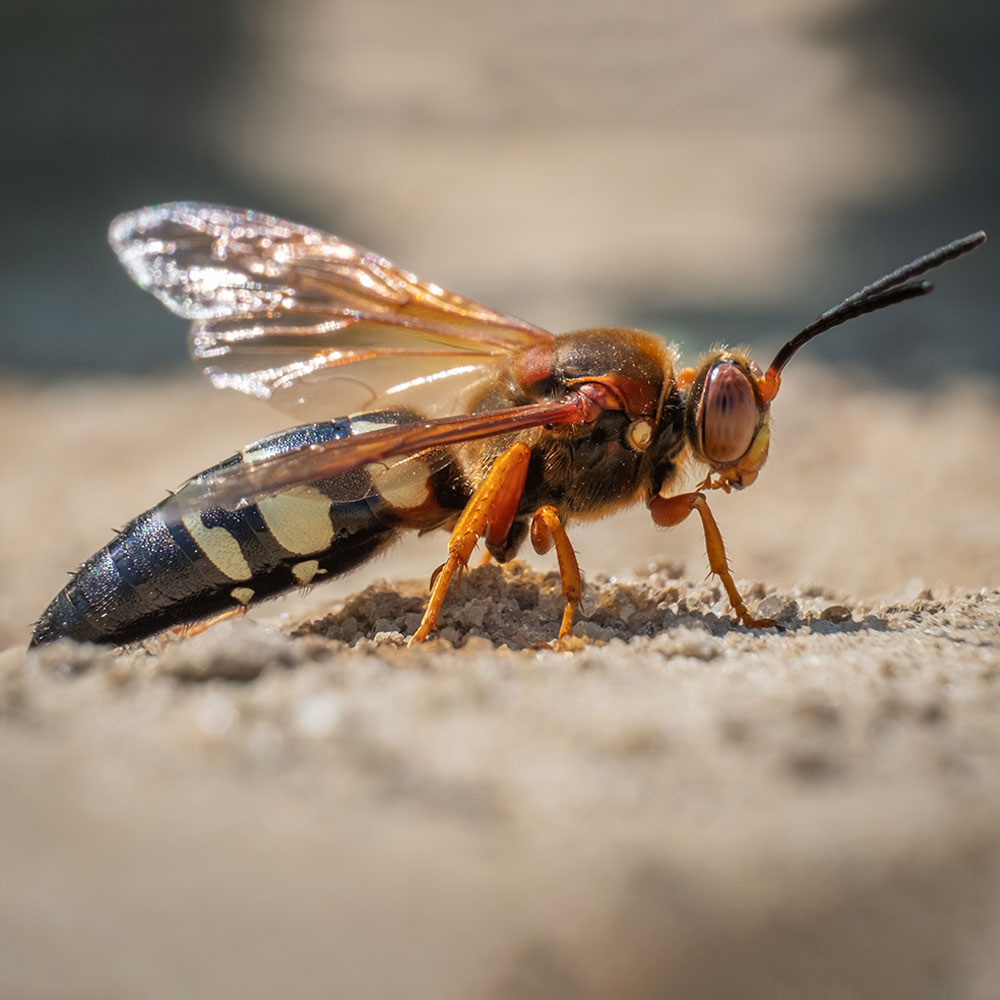Maximum Pest Management Digger Wasp