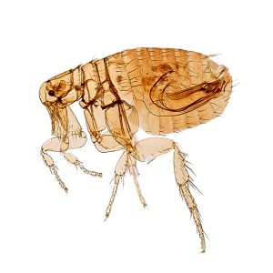 Maximum Pest Management Flea