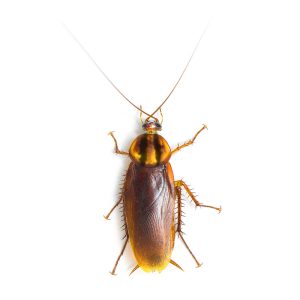 Maximum Pest Management German Roach