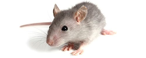 Maximum Pest Management Grey Mouse