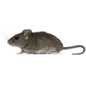Maximum Pest Management House Mouse