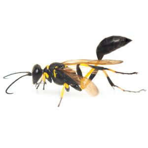 Maximum Pest Management Mud Dauber Wasp
