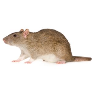 Maximum Pest Management Norway Rat