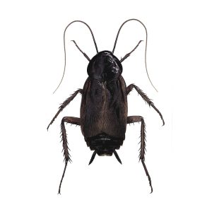 Maximum Pest Management Oriental Roach
