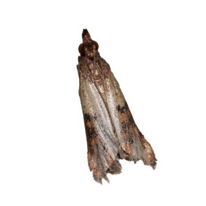 Maximum Pest Management Pantry Pests Indian Meal Moth