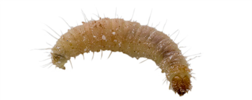 Maximum Pest Management Pantry Pests Indian Meal Moth Larve