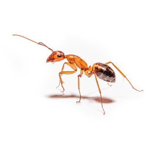 Maximum Pest Management Pharaoh Ant Monomorium Pharaonis