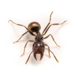 Maximum Pest Management Pyramid Ant Dorymyrmex Bureni
