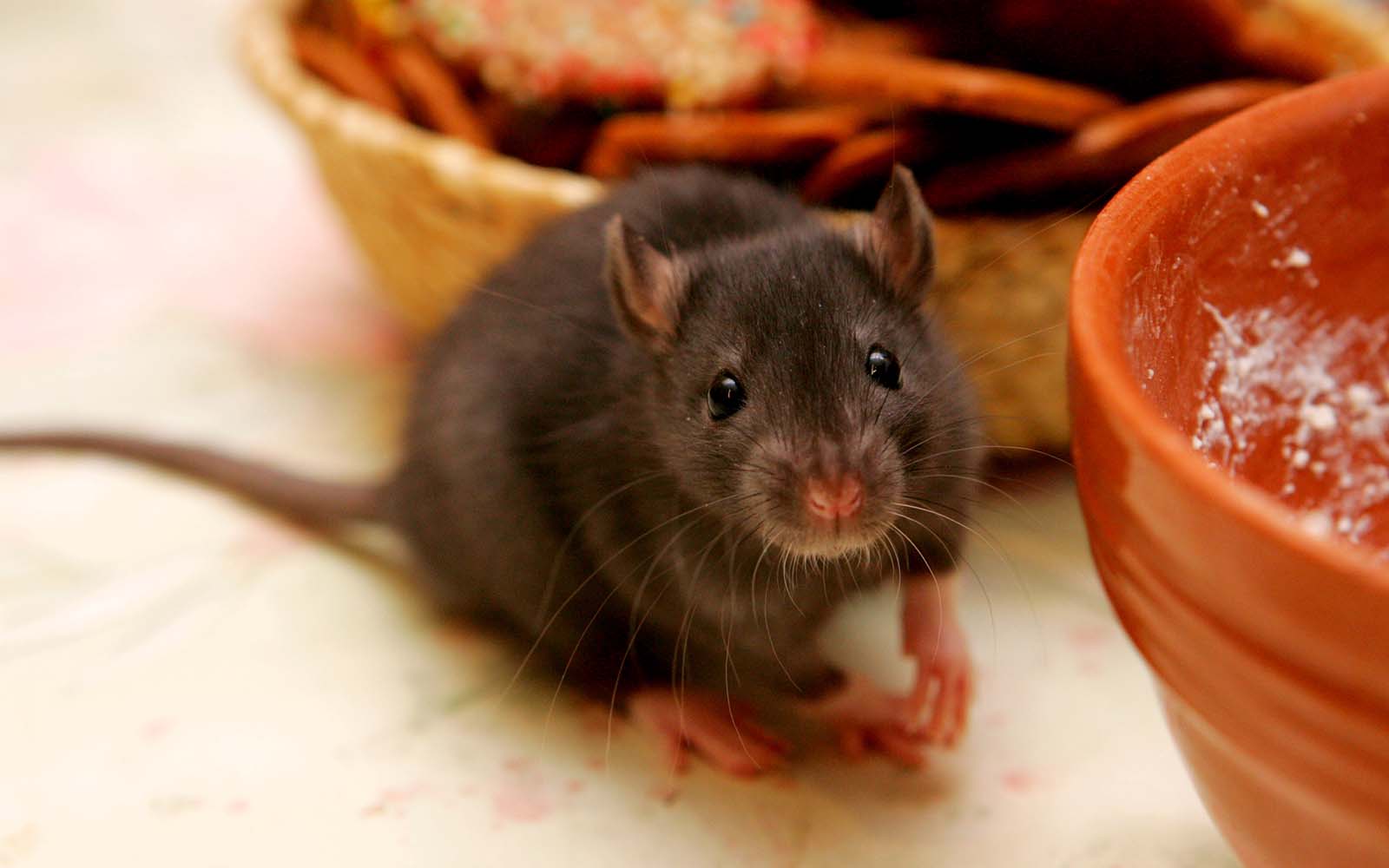 How To Get Rid Of Bugs Mice Rodents - Pantry