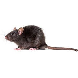 Maximum Pest Management Roof Rat