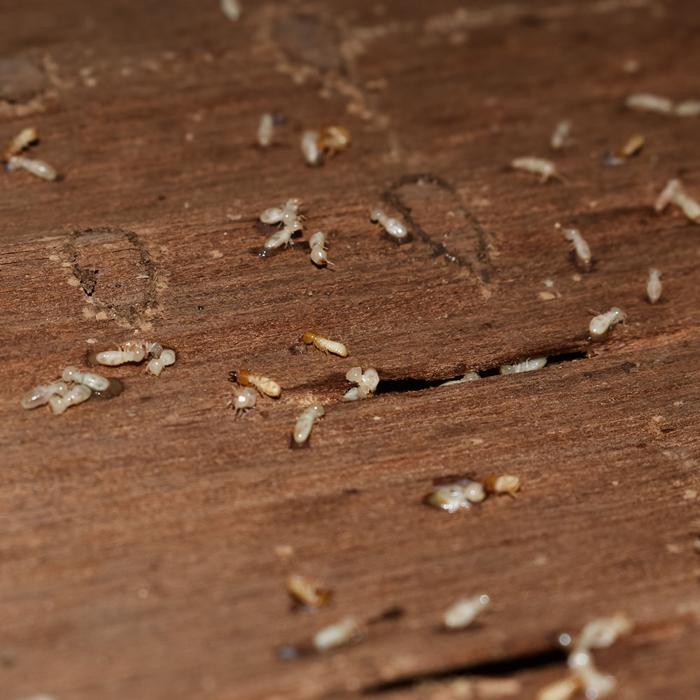 Maximum Pest Management Signs Of Termites