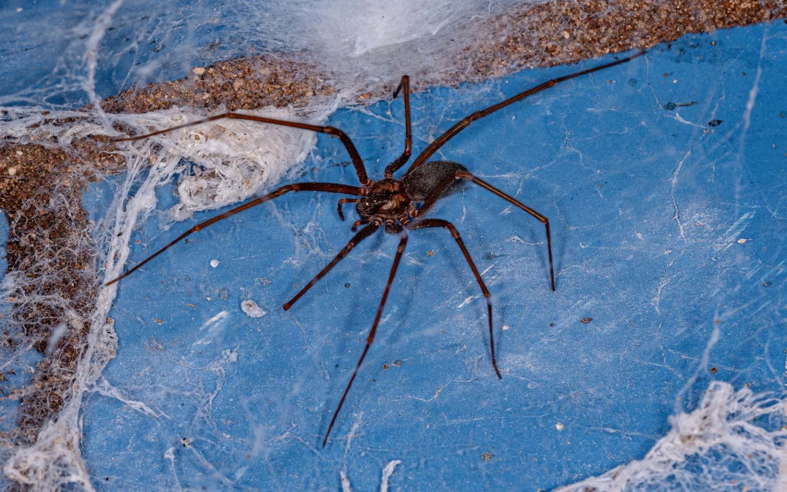 Spider Control Maximum Pest Management Wichita KS