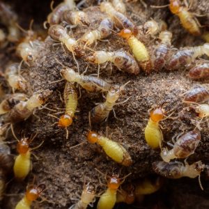 Maximum Pest Management Ways To Prevent Termites