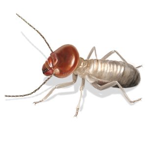 Maximum Pest Management What Are Termites
