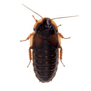 Maximum Pest Management Wood Roach