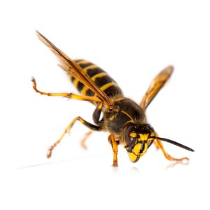 Maximum Pest Management Yellow Jacket Wasp