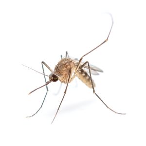 Maximum Pest Managment Anopheles Mosquitoes