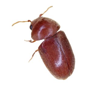 Maximum Pest Managment Cigarette Beetle
