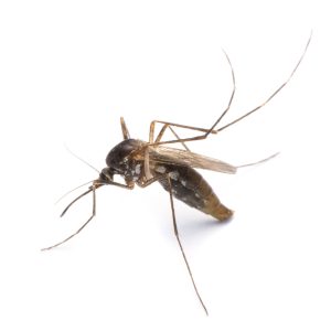 Maximum Pest Managment Culex Mosquitoes