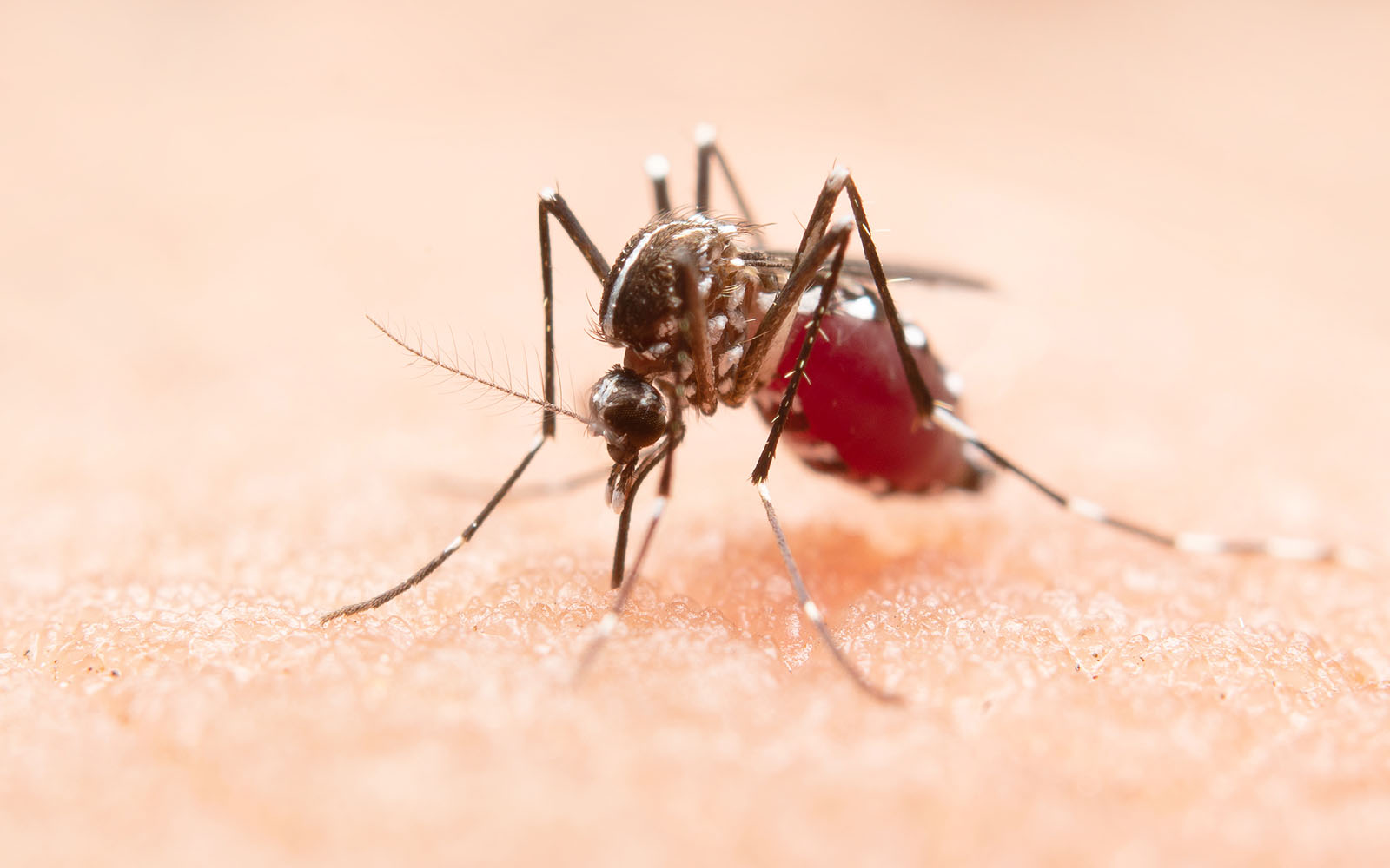 Maximum Pest Managment Mosquito Control And Extermination