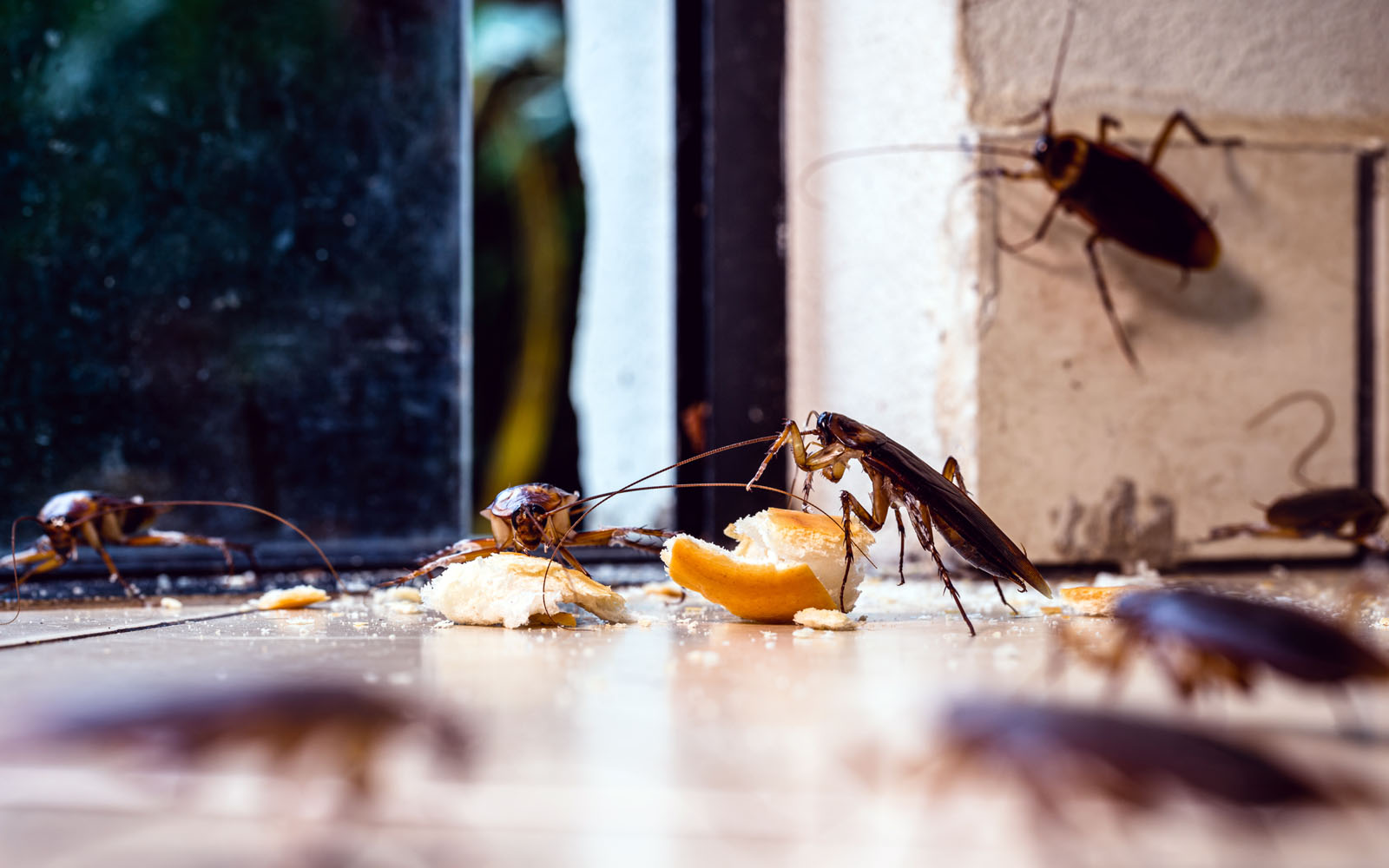 Maximum Pest Managment Roach Control