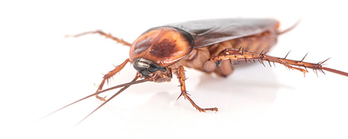 Maximum Pest Managment Roach