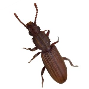 Maximum Pest Managment Sawtoothed Grain Beetle
