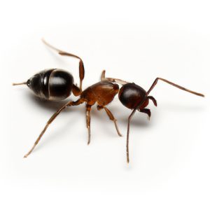 Maxium Pest Managment Odorous House Ant