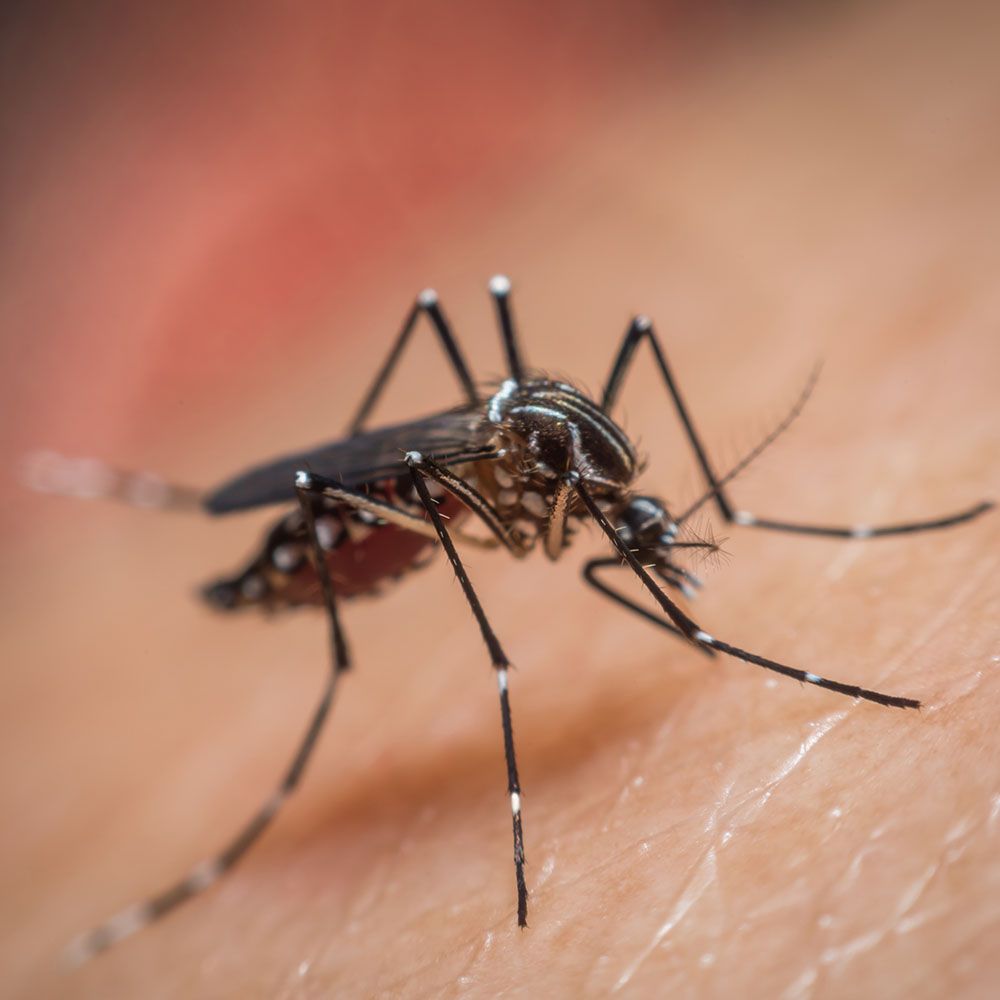 Mosquito Aedes Aegypti Sucking Blood