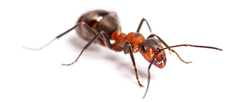 Redwood Ant