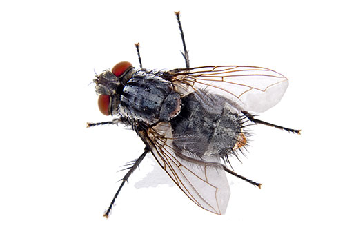Closeup Of House Fly