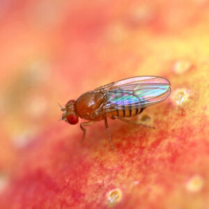 Fruit Fly