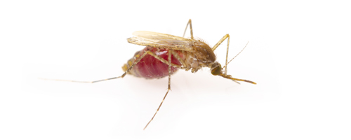 Maximum Pest Management Mosquito Control