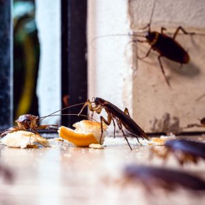 Roaches Pests We Exterminate