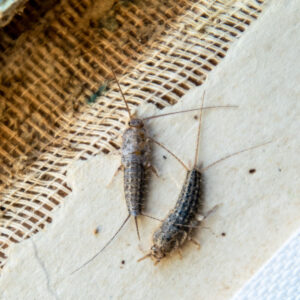 Signs Of Silverfish Infestation