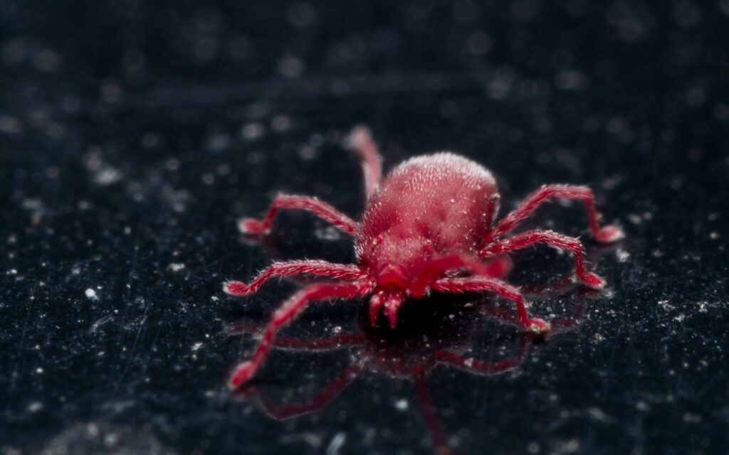 Clover Mites | Maximum Pest Management | Wichita KS